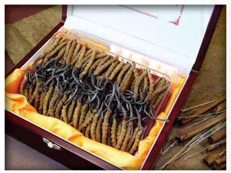 德阳冬虫夏草回收